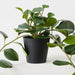 Artificial Peperomia Plant 70cm Green - Pack of 4 - FLORA DESIGNS