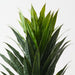 Artificial Cordyline Bush 79cm Green - Pack of 6 - FLORA DESIGNS