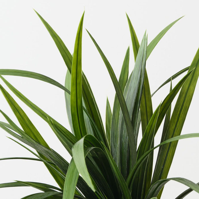 Artificial Dracaena Bush 45cm Green - Pack of 12 - FLORA DESIGNS