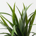 Artificial Dracaena Bush 45cm Green - Pack of 12 - FLORA DESIGNS