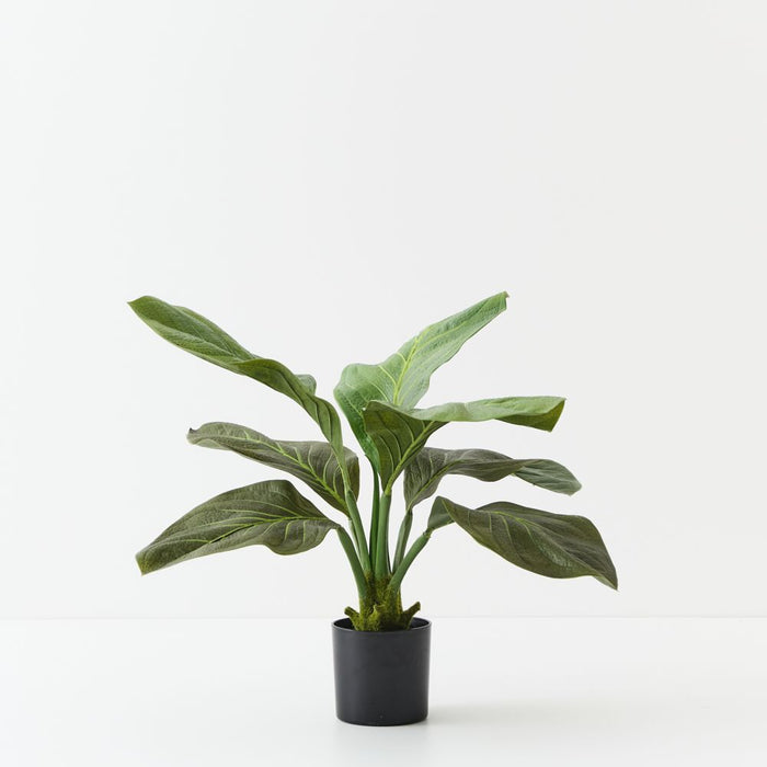 Artificial Anthurium Jungle Plant 63cm Green - Pack of 2 - FLORA DESIGNS