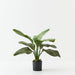 Artificial Anthurium Jungle Plant 63cm Green - Pack of 2 - FLORA DESIGNS
