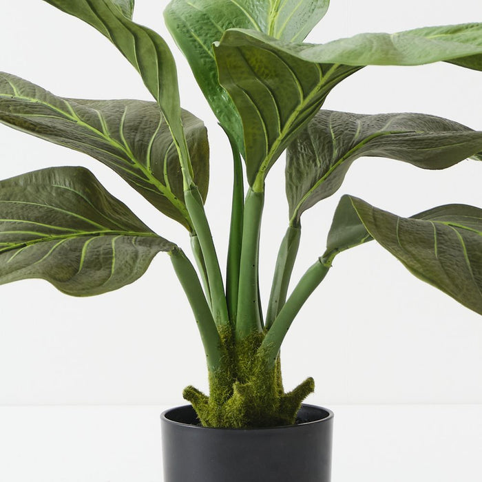 Artificial Anthurium Jungle Plant 63cm Green - Pack of 2 - FLORA DESIGNS