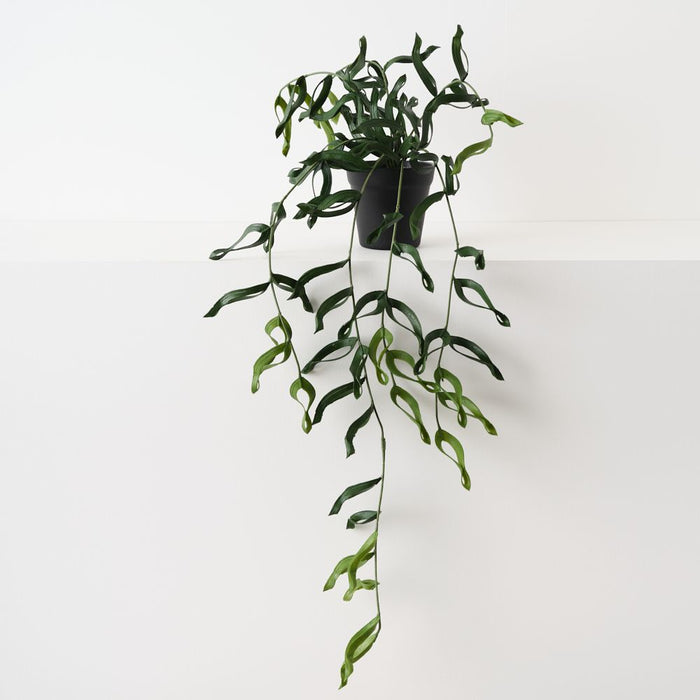 Artificial Dragon Fern Plant 66cm Green - Pack of 4 - FLORA DESIGNS