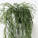 Artificial Rhipsalis Plant 71cm Green - Pack of 4 - FLORA DESIGNS