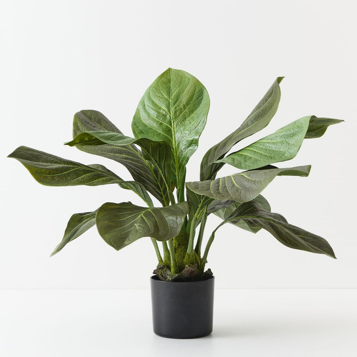 Artificial Anthurium Jungle Plant 81cm Green - Pack of 2 - FLORA DESIGNS
