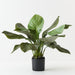 Artificial Anthurium Jungle Plant 81cm Green - Pack of 2 - FLORA DESIGNS