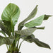 Artificial Anthurium Jungle Plant 81cm Green - Pack of 2 - FLORA DESIGNS