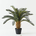 Artificial Cycad Palm 76cm Green - Pack of 2 - FLORA DESIGNS