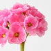 Artificial Primula Spray 74cm Hot Pink - Pack of 12 - FLORA DESIGNS