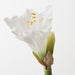 Artificial Amaryllis 74cm White - Pack of 12 - FLORA DESIGNS