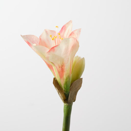 Artificial Amaryllis 74cm Coral Pink - Pack of 12 - FLORA DESIGNS
