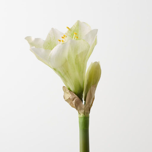 Artificial Amaryllis 74cm Light Green - Pack of 12 - FLORA DESIGNS
