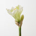 Artificial Amaryllis 74cm Light Green - Pack of 12 - FLORA DESIGNS