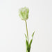 Artificial Parrot Tulip 68cm Green White - Pack of 12 - FLORA DESIGNS