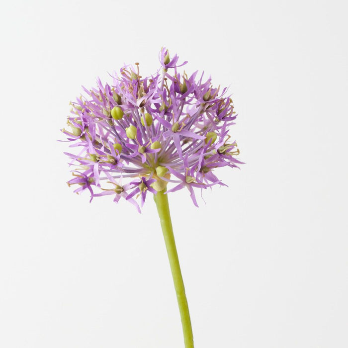 Artificial Allium 61cm Lavender - Pack of 12 - FLORA DESIGNS