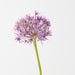 Artificial Allium 61cm Lavender - Pack of 12 - FLORA DESIGNS
