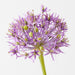 Artificial Allium 61cm Lavender - Pack of 12 - FLORA DESIGNS