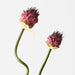 Artificial Allium Bud Spray 63cm Burgundy - FLORA DESIGNS
