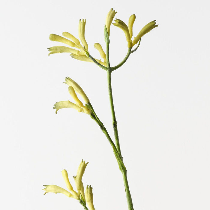 Artificial Kangaroo Paw 77cm Green - Pack of 12 - FLORA DESIGNS