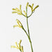 Artificial Kangaroo Paw 77cm Green - Pack of 12 - FLORA DESIGNS