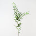 Artificial Italian Ruscus Spray 125cm Grey Green - Pack of 12 - FLORA DESIGNS