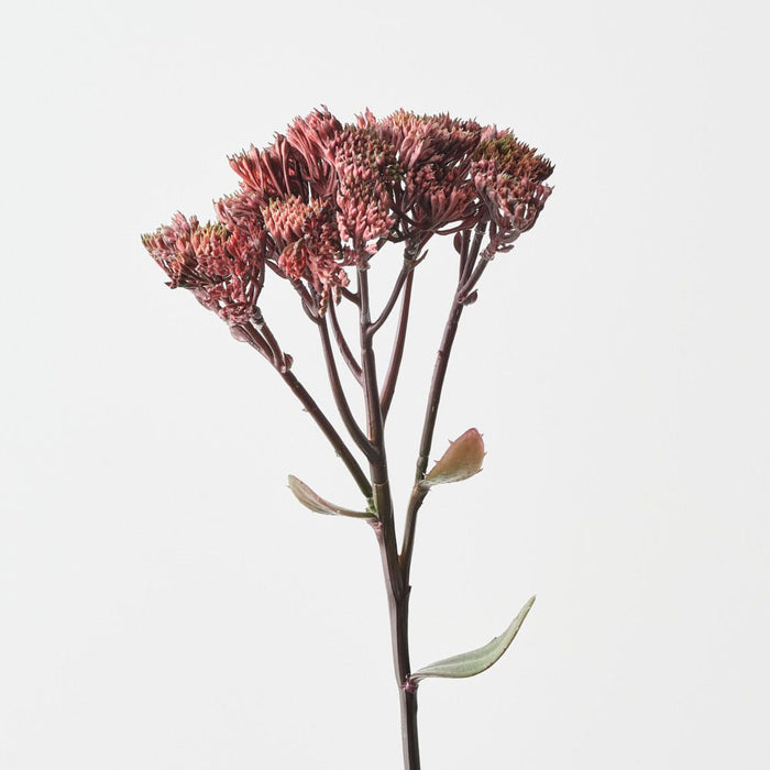 Artificial Sedum Spray 50cm Burgundy - Pack of 12 - FLORA DESIGNS