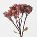Artificial Sedum Spray 50cm Burgundy - Pack of 12 - FLORA DESIGNS