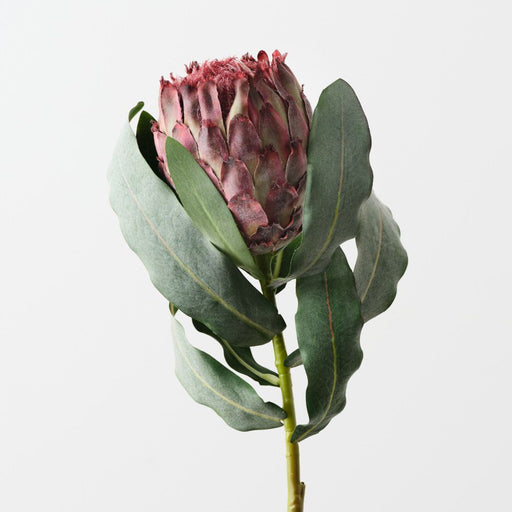 Artificial Magnifica Protea 83cm Burgundy - Pack of 12 - FLORA DESIGNS