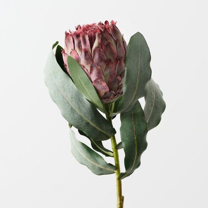 Artificial Magnifica Protea 83cm Burgundy - Pack of 12 - FLORA DESIGNS