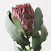 Artificial Magnifica Protea 83cm Burgundy - Pack of 12 - FLORA DESIGNS