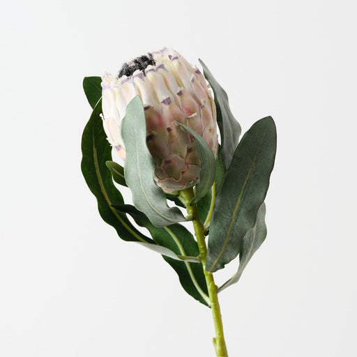 Artificial Magnifica Protea 83cm Cream - Pack of 12 - FLORA DESIGNS