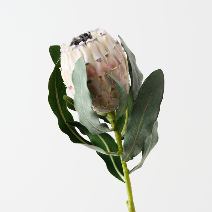 Artificial Magnifica Protea 83cm Cream - Pack of 12 - FLORA DESIGNS