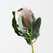 Artificial Magnifica Protea 83cm Cream - Pack of 12 - FLORA DESIGNS