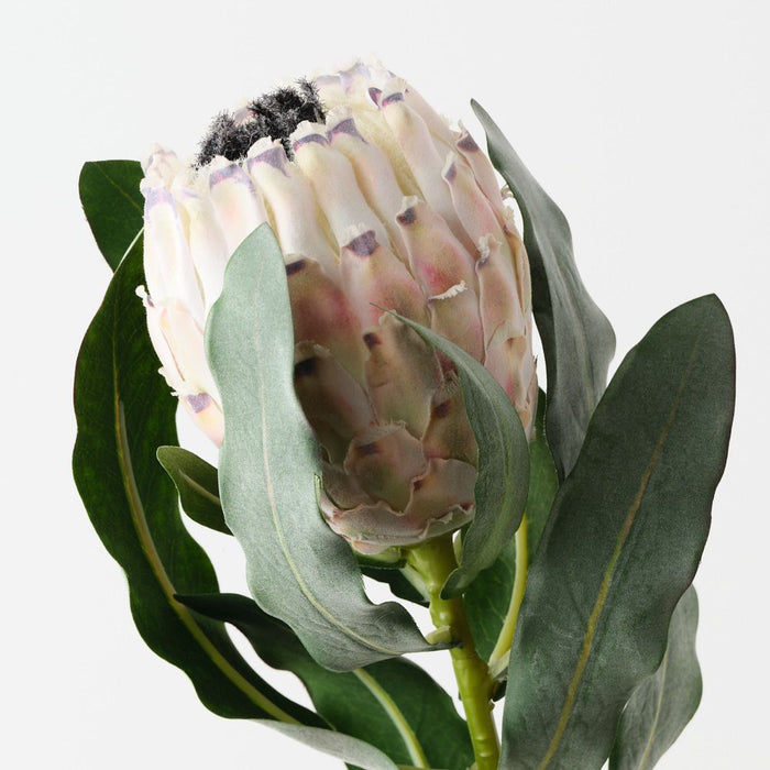 Artificial Magnifica Protea 83cm Cream - Pack of 12 - FLORA DESIGNS