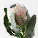 Artificial Magnifica Protea 83cm Cream - Pack of 12 - FLORA DESIGNS