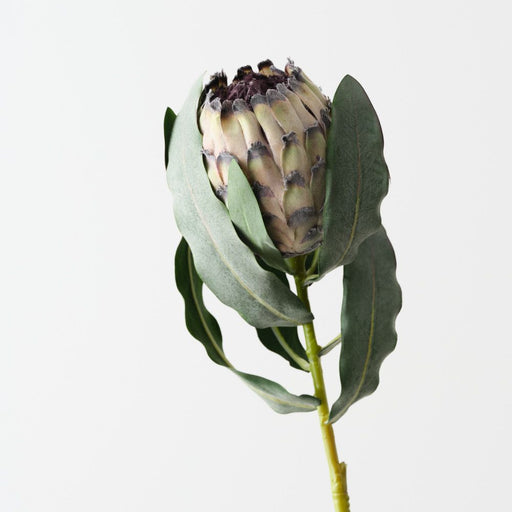 Artificial Magnifica Protea 83cm Green - Pack of 12 - FLORA DESIGNS