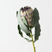 Artificial Magnifica Protea 83cm Green - Pack of 12 - FLORA DESIGNS
