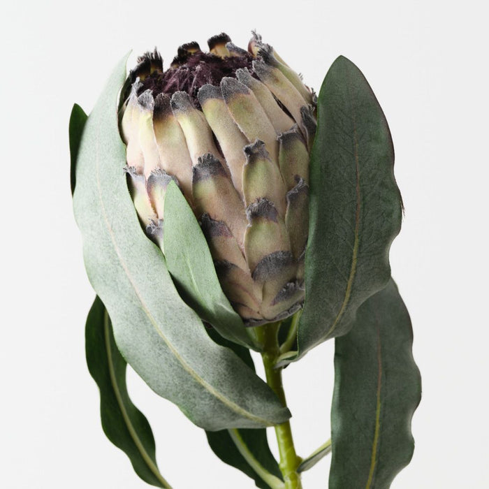 Artificial Magnifica Protea 83cm Green - Pack of 12 - FLORA DESIGNS