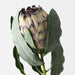 Artificial Magnifica Protea 83cm Green - Pack of 12 - FLORA DESIGNS