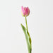 Artificial French Tulip 43cm Fuschia - Pack of 12 - FLORA DESIGNS