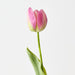 Artificial French Tulip 43cm Fuschia - Pack of 12 - FLORA DESIGNS