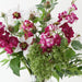Clematis Stock Mix in Vase 71cm White Fuschia - FLORA DESIGNS