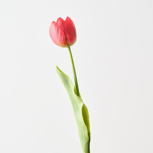 Artificial French Tulip 43cm Red - Pack of 12 - FLORA DESIGNS