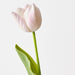 Artificial French Tulip 43cm Soft Pink - Pack of 12 - FLORA DESIGNS