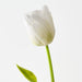 Artificial French Tulip 61cm White Green - Pack of 12 - FLORA DESIGNS