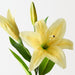 Artificial Tiger Lily 73cm Yellow - Pack of 12 - FLORA DESIGNS