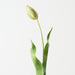 Artificial Dutch Tulip 69cm Green - Pack of 12 - FLORA DESIGNS