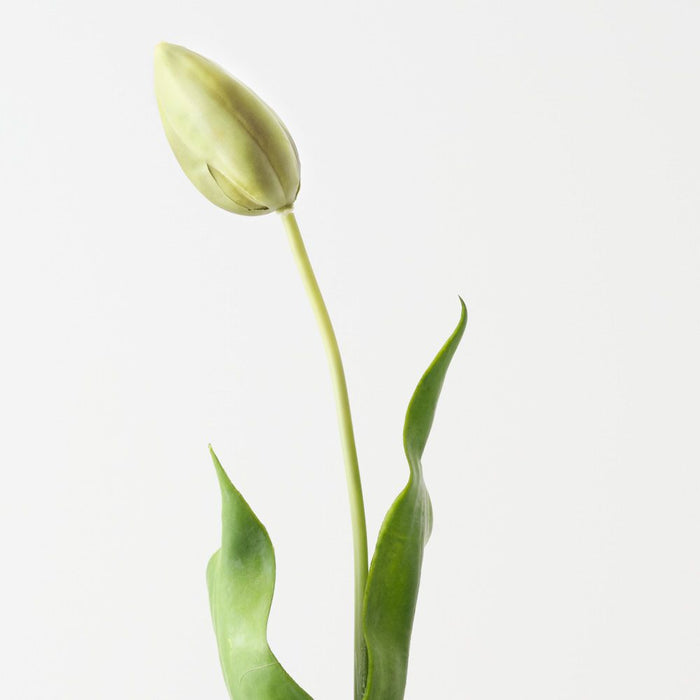Artificial Dutch Tulip 69cm Green - Pack of 12 - FLORA DESIGNS