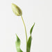 Artificial Dutch Tulip 69cm Green - Pack of 12 - FLORA DESIGNS